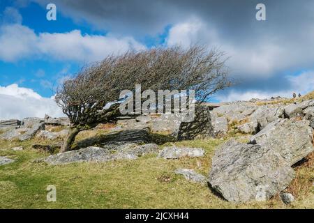 Un arbre balayé par le vent qui pousse et survit des roches de granit amonst sur Stowes Hill, sur Bodmin Moor, dans les Cornouailles. Banque D'Images