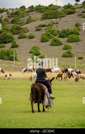 4 juillet 2021 dinde d'Eskisehir enfant de Shephard qui hante les moutons sur les champs verts avant la fin de la sacrification Banque D'Images