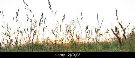 Image d'arrière-plan floue d'herbe de prairie au coucher du soleil en été. La beauté dans la nature. Image de la nature avec effet de flou. Bannière. Prise de vue à angle bas. Banque D'Images