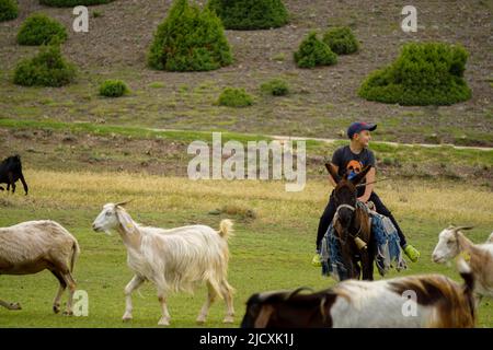 4 juillet 2021 dinde d'Eskisehir enfant de Shephard qui hante les moutons sur les champs verts avant la fin de la sacrification Banque D'Images