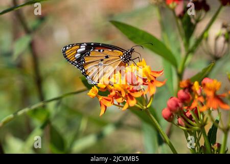Tigre de plaine (Danaus chrysippus) AKA Monarch Africain papillon sur une fleur de Lantana (verbena) photographié en Israël, en septembre Banque D'Images