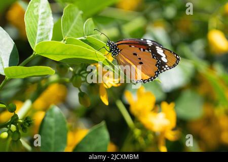 Tigre de plaine (Danaus chrysippus) AKA Monarch Africain papillon sur une fleur de Lantana (verbena) photographié en Israël, en septembre Banque D'Images