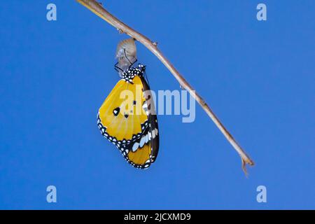 Papillon (Danaus chrysippus), monarque africain ou papillon commun de tigre émergeant de son cocon. Ce papillon se trouve en Afrique, en Inde, dans le sud de l'eas Banque D'Images