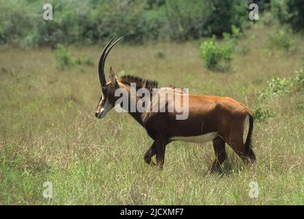 Antilope de Roan (Hippotragus equinus) photographiée au Zimbabwe Banque D'Images