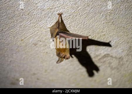 La chauve-souris trident (Asellia tridens) est une espèce de chauve-souris de la famille des Hipposideridae. Il est largement distribué au Moyen-Orient Banque D'Images