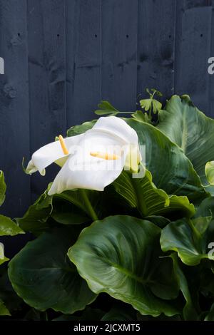 Lily Arum ou Lily cala, Zantedeschia aethiopica. Banque D'Images