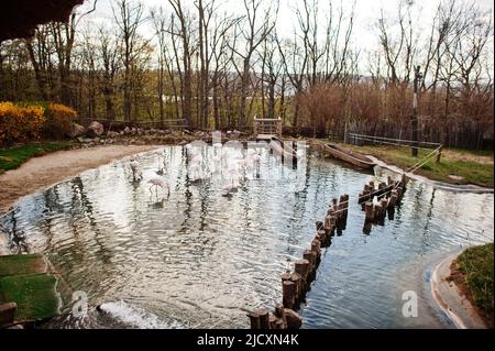 Floqué de flamants roses dans un étang au zoo. Banque D'Images