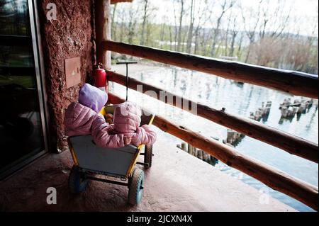 Sœurs dans un chariot en bois regardant un troupeau de flamants roses dans un étang au zoo. Banque D'Images
