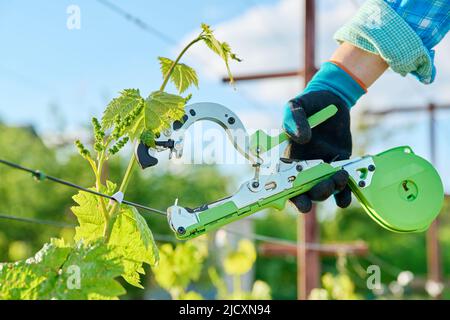 Lier les vignes dans le vignoble avec une agrafeuse spéciale Banque D'Images