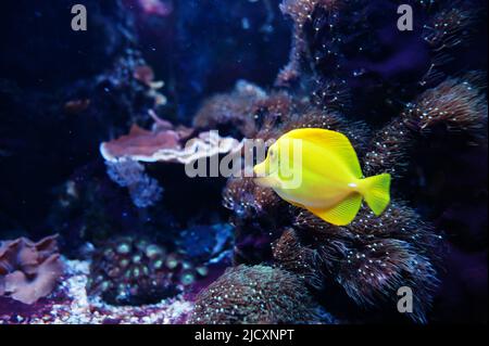 Le tang jaune est une espèce de poissons d'eau salée de la famille des Acanthuridae à l'aquarium. Banque D'Images