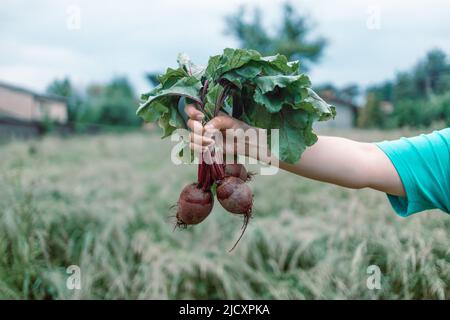 Récolte. Personne tenant un bouquet de betteraves écolo rouge fraîche bio betterave dans le jardin. Légumes frais biologiques Banque D'Images