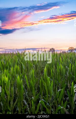 Champ avec du maïs sur la pente d'une colline sous un ciel bleu à la lumière du coucher du soleil en été. Photo de haute qualité Banque D'Images