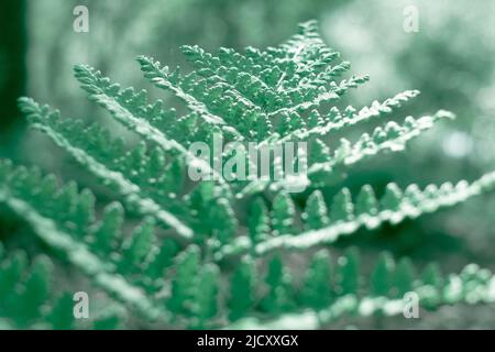 Fougères aux feuilles, feuillage vert, arrière-plan floral naturel en plein soleil. Fougère vert naturel dans la forêt de près. Photo de haute qualité Banque D'Images