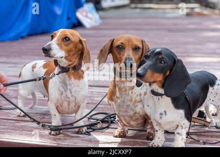 Trois ravissantes cachshunds pygmées à pois sur un podium en bois. Photo de haute qualité Banque D'Images