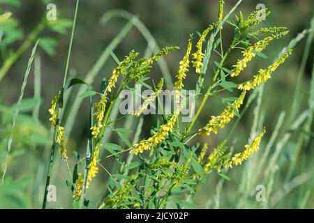 Melilotus officinalis, fleurs de trèfle jaune doux dans les prés gros plan sélectif foyer Banque D'Images