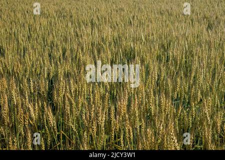 Champ de blé au soleil tôt le matin. Le champ est sur une ferme rurale aux États-Unis. C'est une herbe largement cultivée pour ses semences, un grain de céréales Banque D'Images