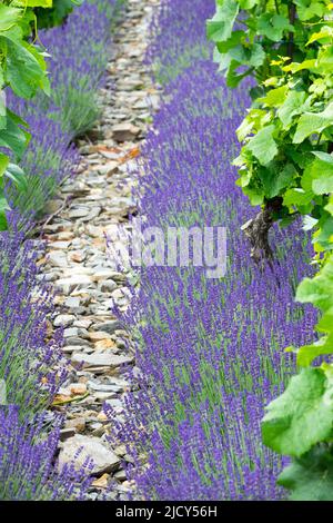 Vigne de lavande poussant sur un sol pierreux dans la rangée de vignobles Banque D'Images
