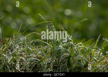 La rosée du matin tombe sur l'herbe. Banque D'Images