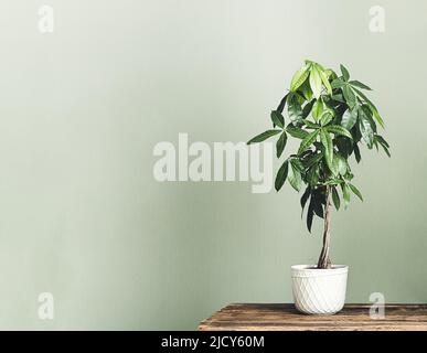 Pachira aquatica (guiana Chestnut ou Money Tree) dans un pot de fleurs blanches sur la table en bois isolée sur un fond vert clair, minimalisme et scandi Banque D'Images