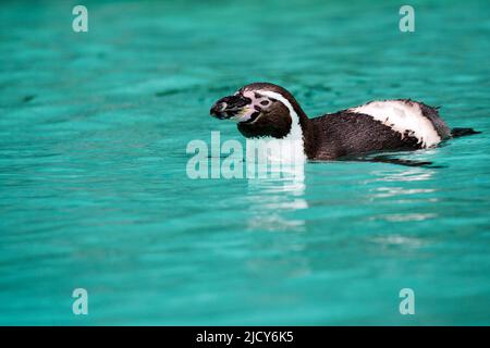 Pingouin Humboldt dans l'eau dans la nature Banque D'Images