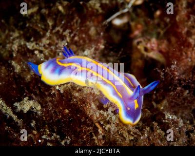 Felimida britoi, est une limace de mer, une espèce de nudibranche doride. C'est un mollusque gastéropode marin. Banque D'Images