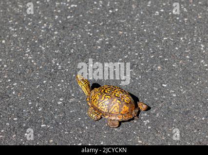 Box turtle Banque D'Images