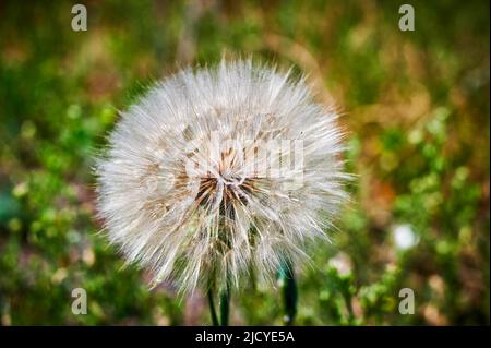 Photo macro de la tête d'un pissenlit (genre Taraxacum) au soleil, devant un pré flou. Banque D'Images