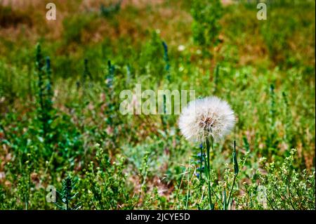 Photographie de la tête d'un pissenlit (genre Taraxacum) au soleil sur un pré. Banque D'Images