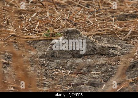 La Nightjar de Sykes ou la Nightjar de Sindh (Caprimulgus mahrattensis) avec des jeunes au parc national de Velavadar Banque D'Images
