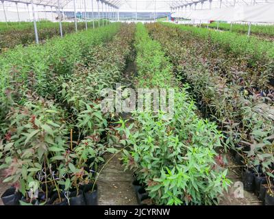 Variété de plantes cultivées en pépinière locale Banque D'Images