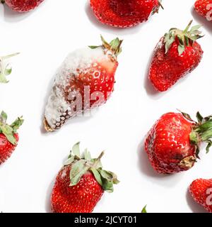pourrir les fraises sur fond blanc.problème de faim dans le monde. copier l'espace. surconsommation, concept de gaspillage alimentaire. nourriture gâchée, dangereuse. Banque D'Images