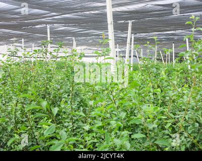 Grand nombre de plantes poussant dans la pépinière locale Banque D'Images