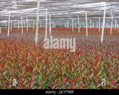 Grand nombre de plantes cultivées en pépinière locale Banque D'Images