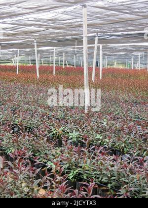 Grand nombre de plantes cultivées en pépinière locale Banque D'Images