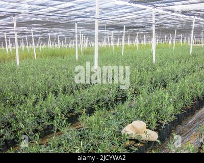 Grand assortiment de plantes cultivées en pépinière locale Banque D'Images