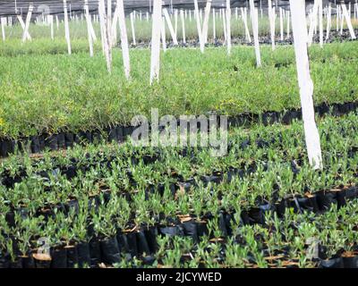 Vaste assortiment de plantes cultivées en pépinière locale Banque D'Images