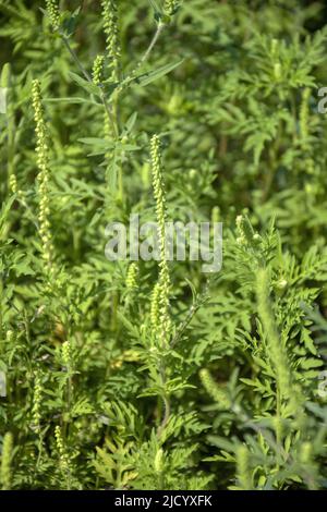 Herbe à poux commune américaine. Les buissons en fleur n'ont pas encore fleuri ambrosia. Plante dangereuse, arbustes Ambrosia qui provoque des réactions allergiques, rhinocéros allergique Banque D'Images