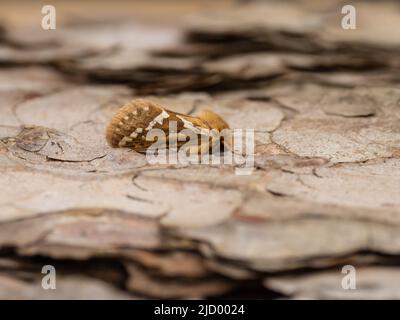 Une espèce commune de papillon rapide, Korscheltellus lupulina, qui repose sur l'écorce d'un arbre. Banque D'Images