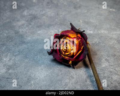 Rose orange séchée sur fond noir. Une fleur est sur la table. Rose flétrisé Banque D'Images