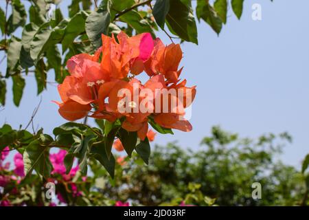 Belle orange foncé couleur pêche abat-jour brillant Bouganvillea fleurs bouquet arbre . Également connu sous le nom de fleurs de papier dans le jardin. Plantes à fleurs Hardy Banque D'Images