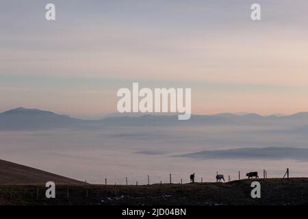 Vaches pasteurs sur une montagne, au-dessus d'une mer de brouillard au coucher du soleil Banque D'Images