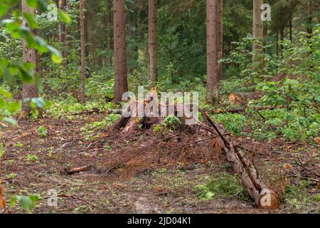 La souche a été laissée d'un grand vieux arbre dans la forêt sauvage. L'ancienne épinette était infestée de ravageurs et l'arbre a été coupé. Humidifier l'écorce et l'herbe après Banque D'Images