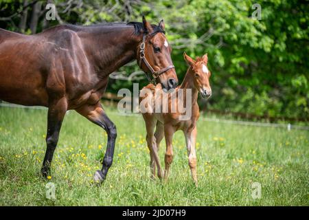 Foal et jument dans le champ Banque D'Images