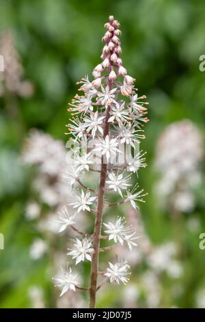 Gros plan des fleurs de mousse de heartleaf (tiarella cordifolia) en fleurs Banque D'Images