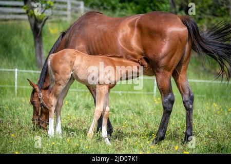 Foal et jument dans le champ Banque D'Images
