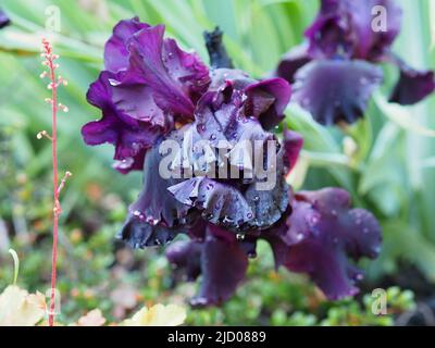 Un iris violet foncé fou après une douche à effet pluie dans un jardin à Ottawa, Ontario, Canada. Banque D'Images