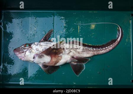 Un regard sur la vie en Nouvelle-Zélande. Les requins fantômes sombres (Hydrolagus novaezealandiae), fraîchement débarqués sur un Trawler commercial côtier. Banque D'Images