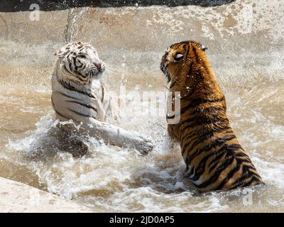 Une magnifique variante blanche d'un tigre du Bengale et d'un tigre du Bengale de couleur traditionnelle jouent au sanctuaire d'animaux sauvages après sauvetage Banque D'Images