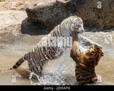Une magnifique variante blanche d'un tigre du Bengale et d'un tigre du Bengale de couleur traditionnelle jouent au sanctuaire d'animaux sauvages après sauvetage Banque D'Images