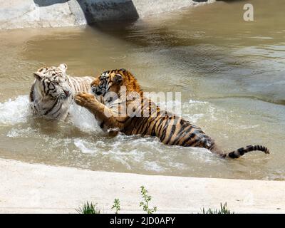 Une magnifique variante blanche d'un tigre du Bengale et d'un tigre du Bengale de couleur traditionnelle jouent au sanctuaire d'animaux sauvages après sauvetage Banque D'Images